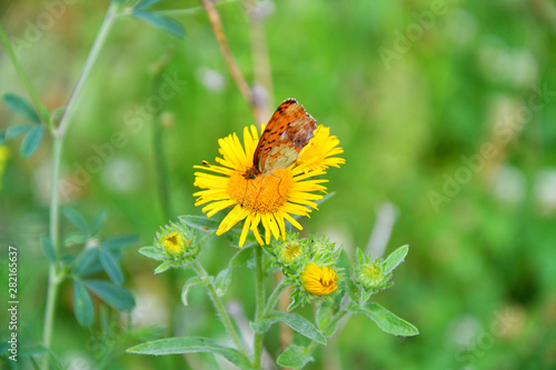 Butterfly on flower