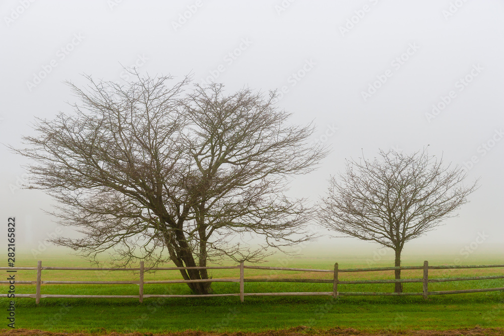 Obraz premium Trees and a fence on a foggy morning, Stowe, Vermont, USA