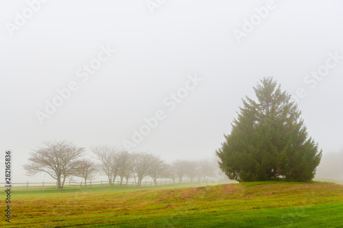 Trees and a fence on a foggy morning, Stowe, Vermont, USA