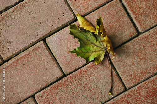 Lonely fallen dried yellow-green maple leaf on the causeway. Autumn close. Useful as seasonal background photo