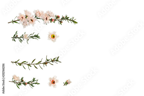 New Zealand teatree flowers and twigs isolated on white background with copy space on right