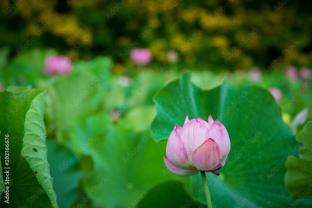  Lotus gets wet with morning dew