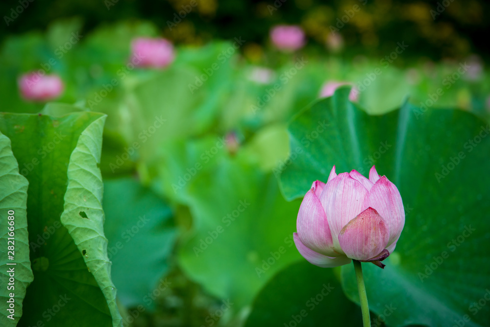  Lotus gets wet with morning dew