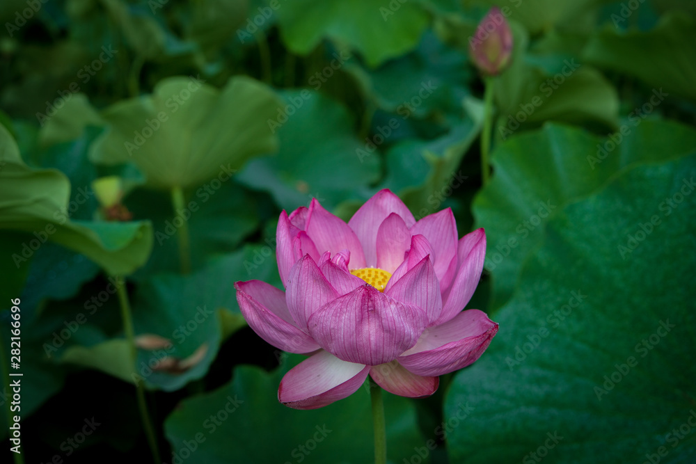 Lotus gets wet with morning dew Lotus gets wet with morning dew