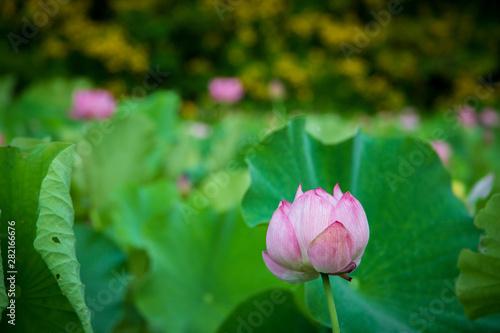  Lotus gets wet with morning dew
