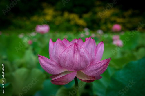  Lotus gets wet with morning dew