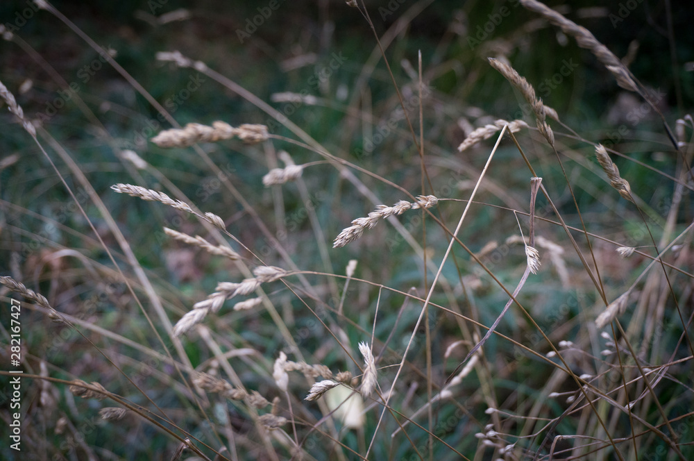 Dry grass spikelets, rustic countryside nature background