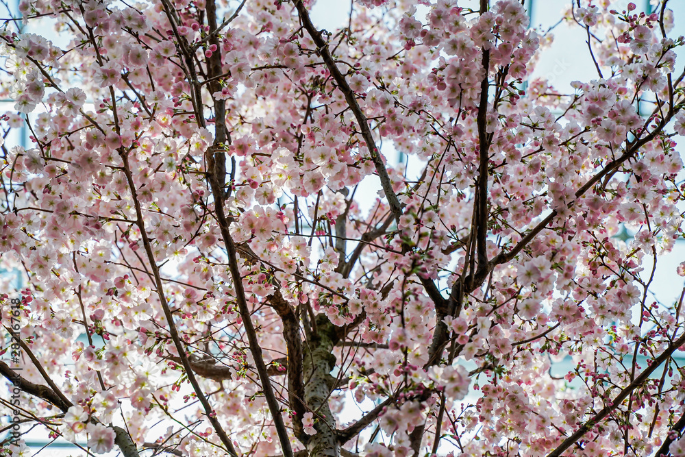 Obraz premium Amazing cherry blossoms in Asia. Beautiful flower domes. Sakura, beautiful tree in Singapore.