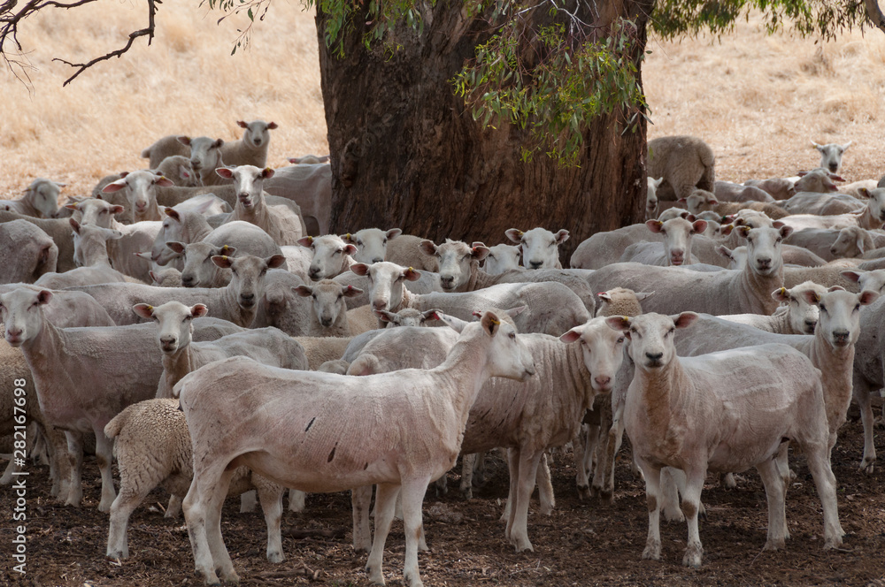 Fototapeta premium Flock of sheered sheep standing in the shade of tree