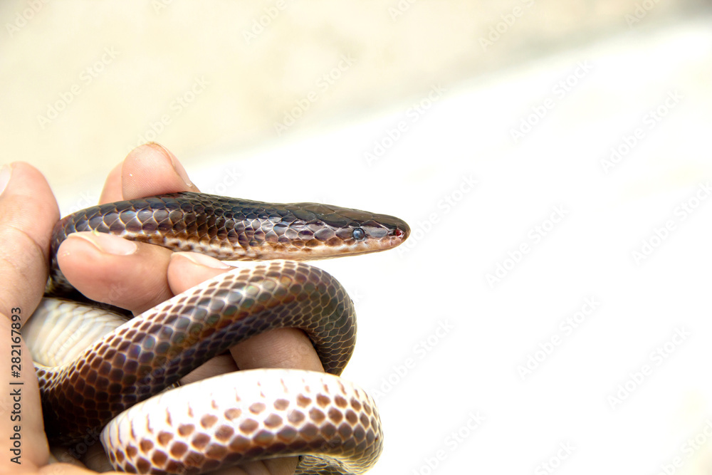 Naklejka premium close up face and small eyes of Sunbeam snake ( Xenopeltis unicolor ) at hand is snake non-venomous has a distinctive feature is body scales smooth and have shiny iridescent when reflecting sunlight.