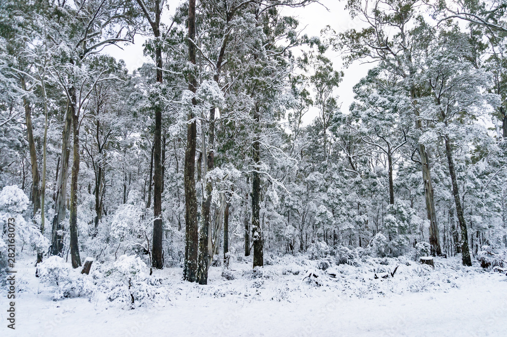 Australian eucalyptus forest covered in snow landscape Australian eucalyptus forest covered in snow landscape