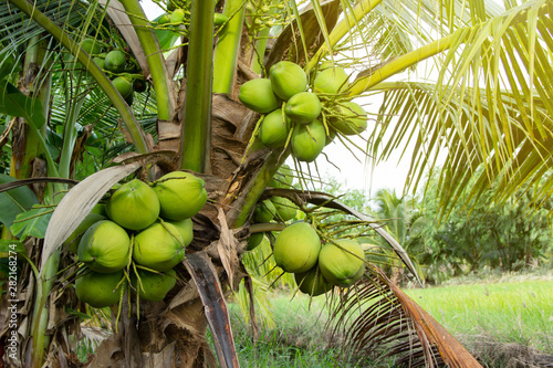 bunch results coconut aromatic small tree in agricultural field organic garden nature theme.