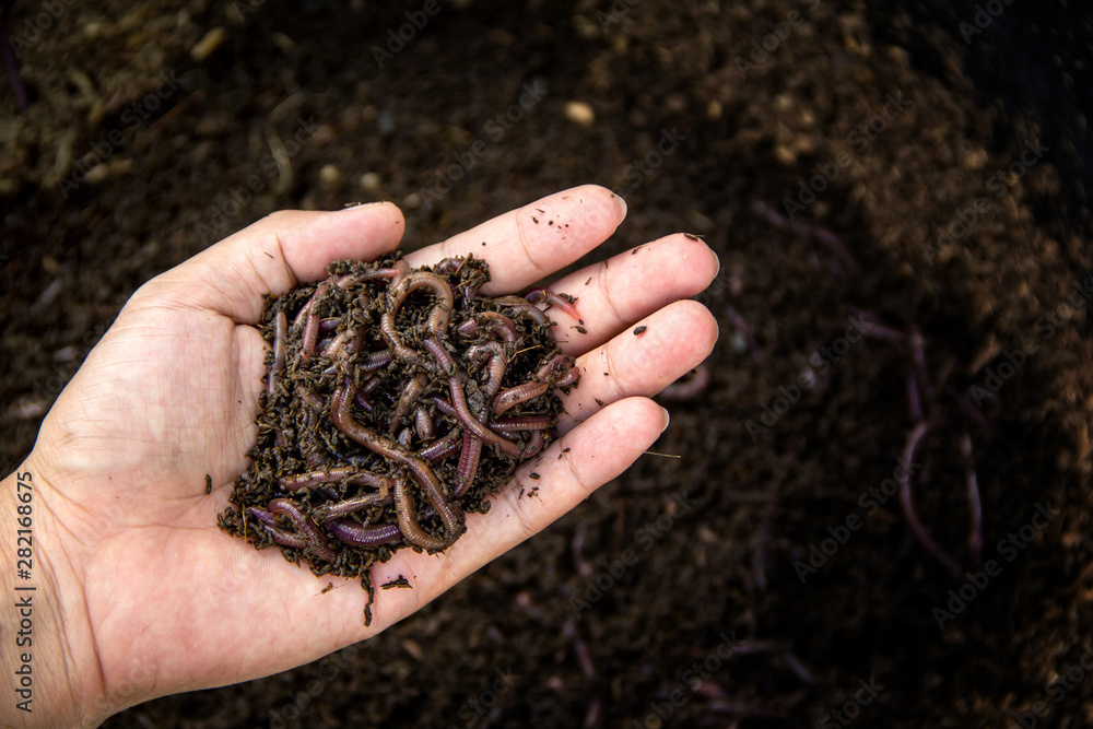 Background of Many earthworms African Night Crawler (AF) on hand. Raising  Worm Composting from cow dung is good quality natural organic fertilizer  for agriculture. Photos