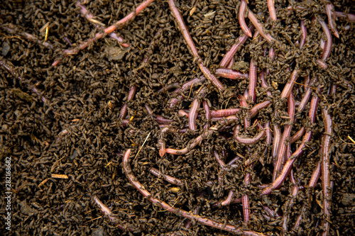 Copy space Background of Many earthworms African Night Crawler (AF). Raising Worm Composting from cow dung is ecological products for organic farming.
