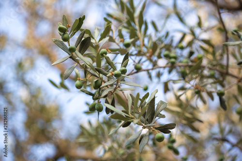 Fotografia Olives on a branch of an olive tree