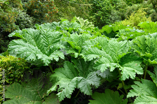 Giant Gunnera leafs on the grounds of St Just's Church in St Just in Roseland Cornwall England photo