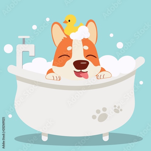 The character cute corgi dog taking a bath with bathtub.it look very happy .The corgi dog sitting in the bathtub with yellow rubber duck. cute corgi dog in flat vector style.