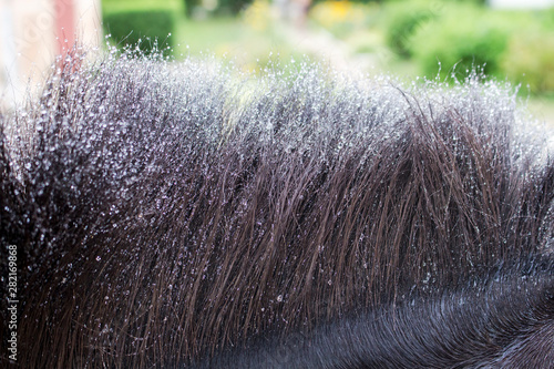 Stripped mane along the neck of a black pony covered with drops of water close up photo