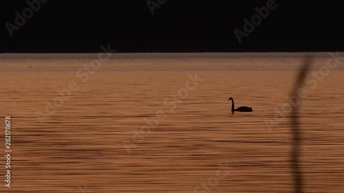 Cormorant Bay in Lake Wivenhoe, Queensland, apart of Wivenhoe Dam. photo