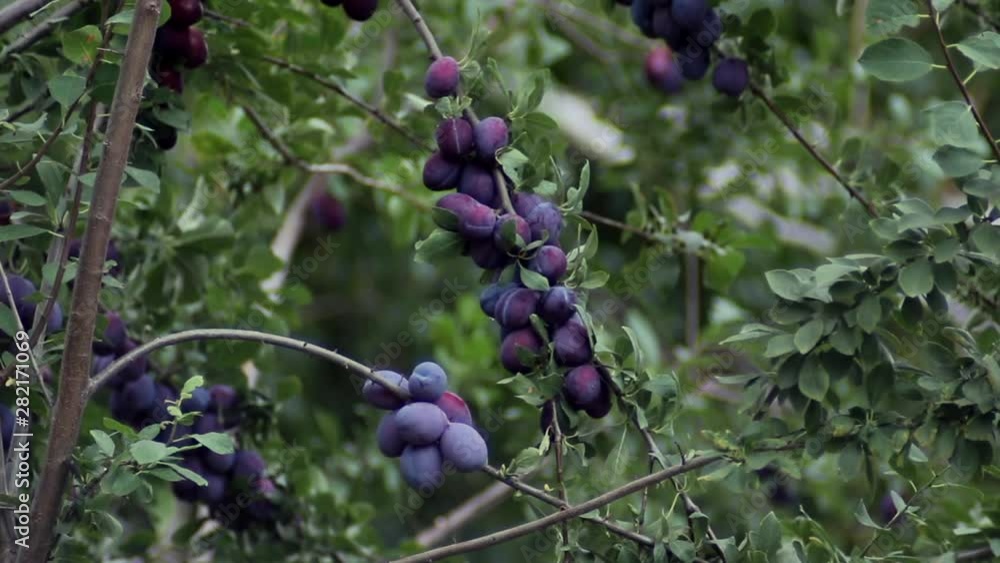 ripe plums close-up on a tree among green foliage 
