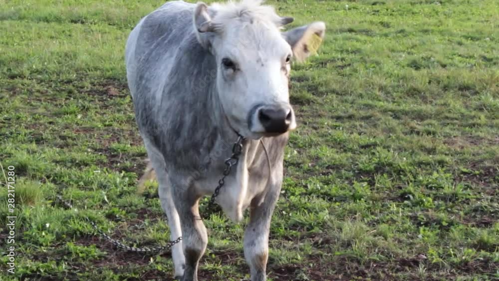 Grey heifer walking in to camera Grey heifer walking in to camera