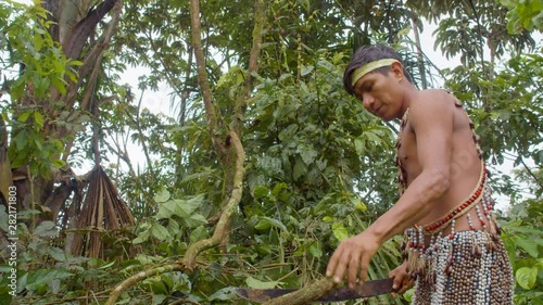 Amazonian Indigenous Man Cutting A Liana Of Ayahuasca In Ecuador