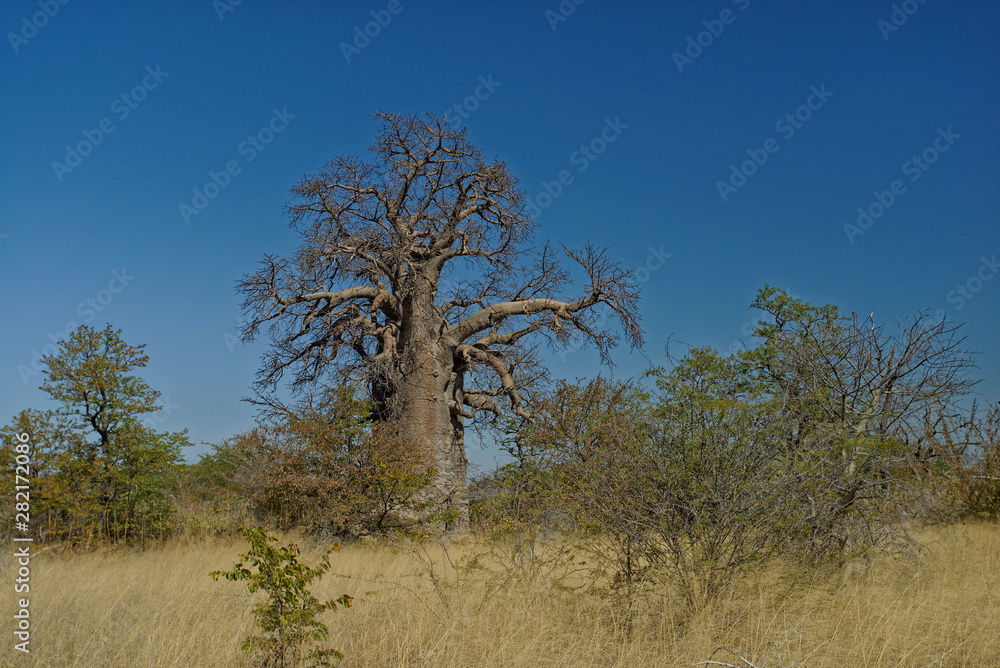 Large Baobab tree, Botswana, Africa. Large Baobab tree, Botswana, Africa.