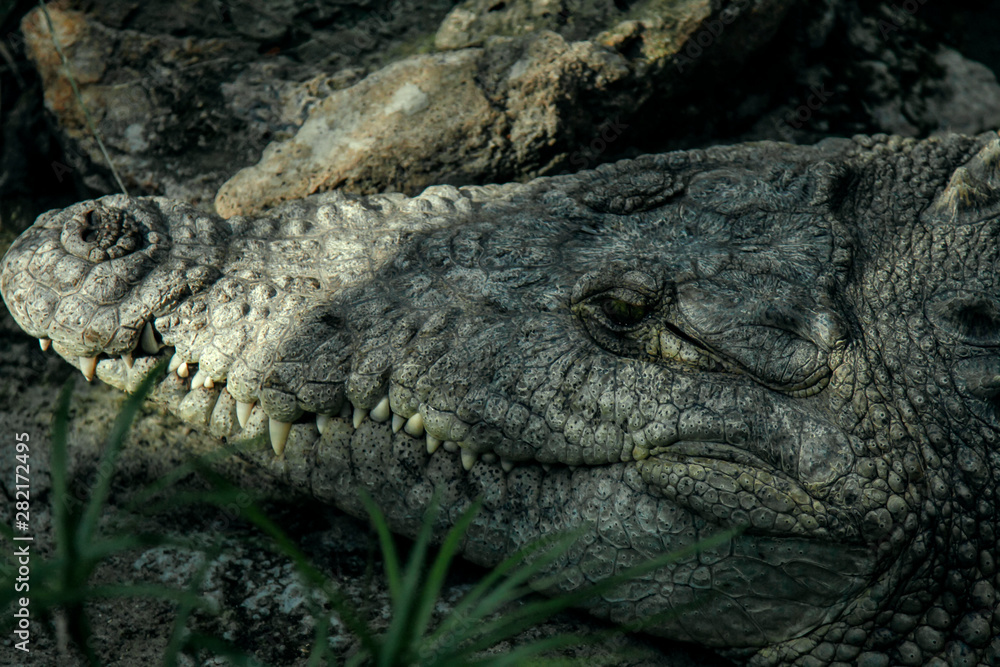 Fototapeta premium cocodrilo
