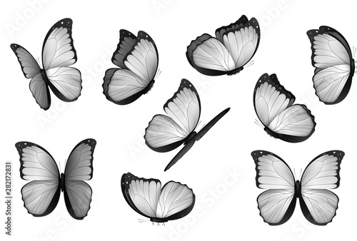 Set colorful isolated butterflies.