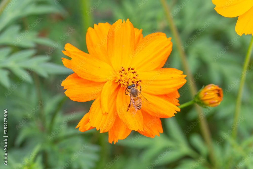 Outdoor spring blooming yellow orange yellow autumn flowers and bees,Cosmos sulphureus Cav. Outdoor spring blooming yellow orange yellow autumn flowers and bees,Cosmos sulphureus Cav.