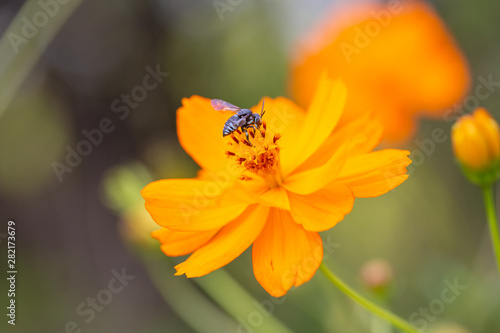 Outdoor spring blooming yellow orange yellow autumn flowers and bees,Cosmos sulphureus Cav.