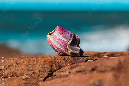 pink rose on sand