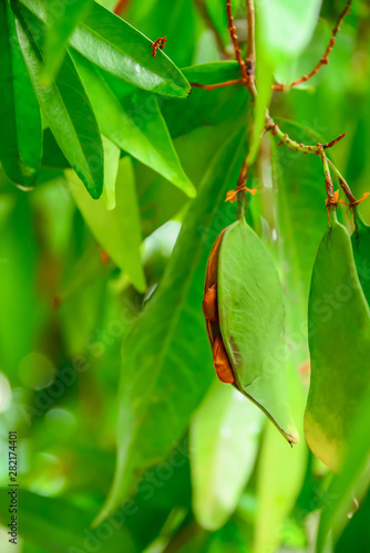 The seeds of the tree that the shell starts to break out
