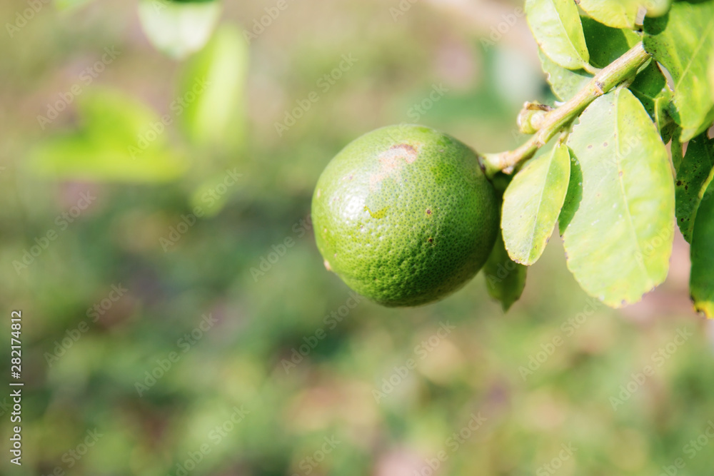 Lemon in farm.