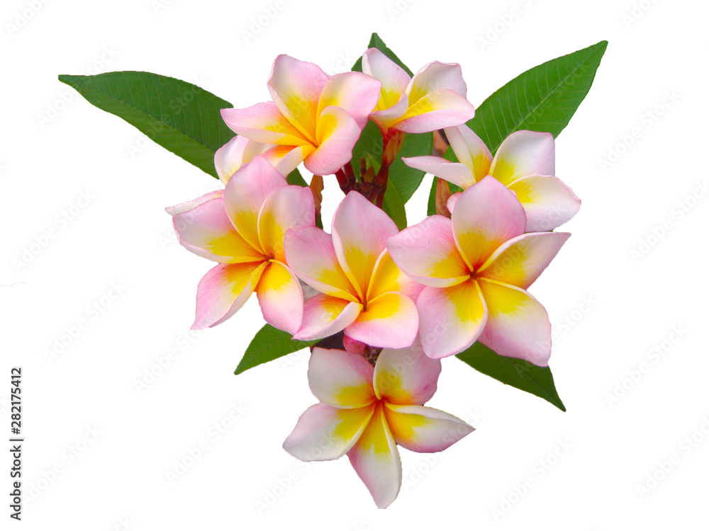 Fototapeta premium Leelawadee flowers, beautiful yellow and pink