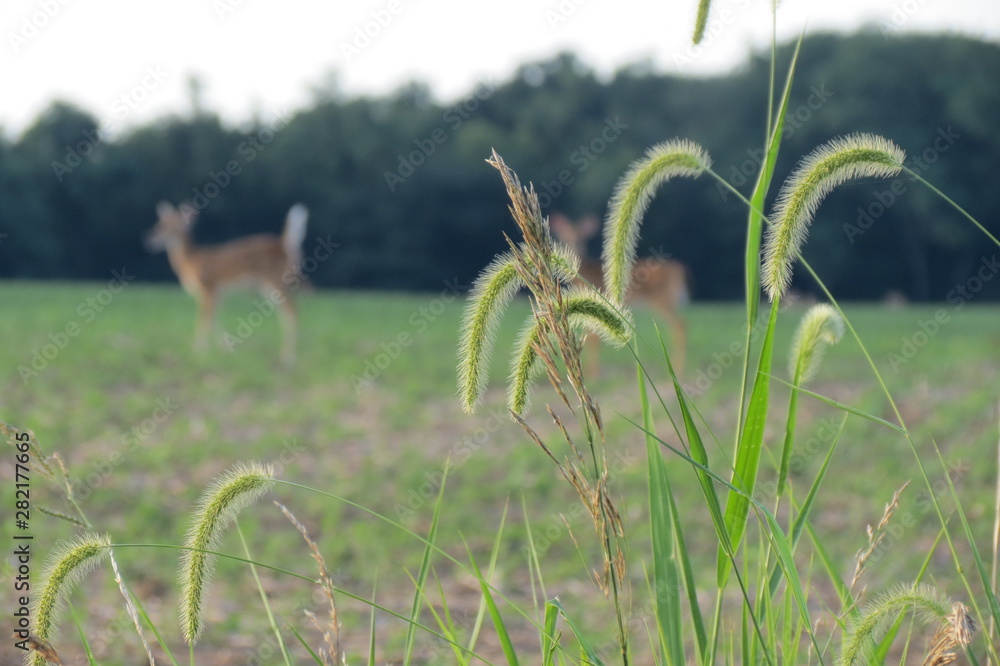 field with deer in backround focus on grass