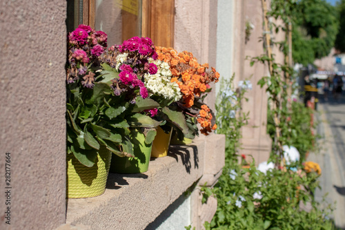 Colorful flowers in pot on windowsill. Some of the flowers are dried out.