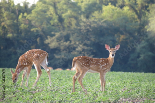 deer in wild habitat 