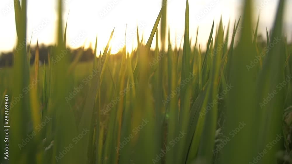 Moving Through Lush Green Grass Blades with Sun Rays in Slow Motion. Moving Through Lush Green Grass Blades with Sun Rays in Slow Motion.