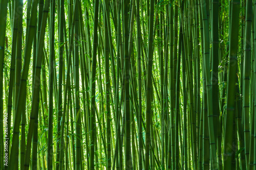 京都の風景 緑の竹林