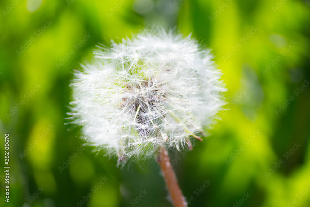 Obraz premium dangelion flower close up