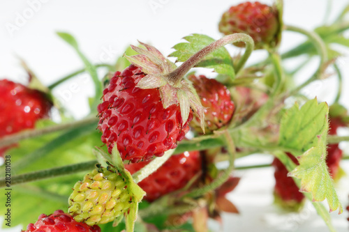 Ripe red  real wild forest strawberries  fruits  lie on white table outdoor macro