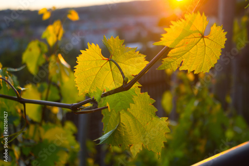 Tableau sur toile green grapes leaves