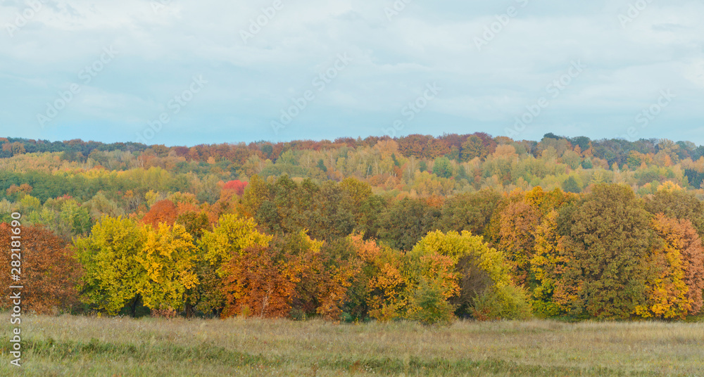Autumn nature. Yellowed trees of deciduous forest in fall season. Autumn background.