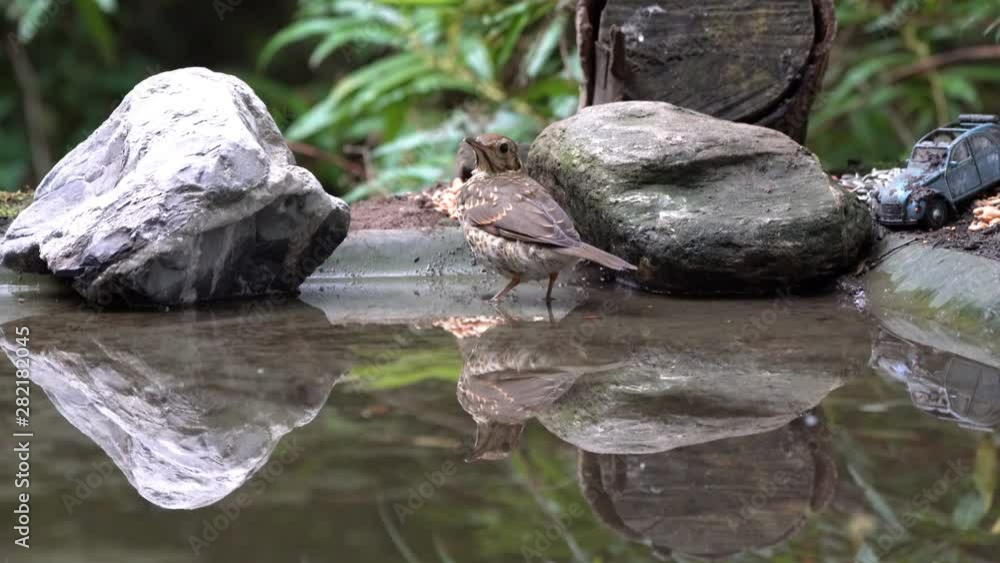 A Common blackbird sits in the pool for drinking and washing A Common blackbird sits in the pool for drinking and washing