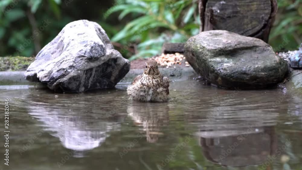 A Common blackbird sits in the pool for drinking and washing A Common blackbird sits in the pool for drinking and washing