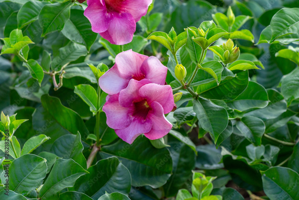 Pink blossom close-up on Mauritius island, africa Pink blossom close-up on Mauritius island, africa