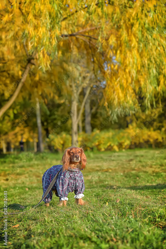 red spaniel in autumn in the park red spaniel in autumn in the park