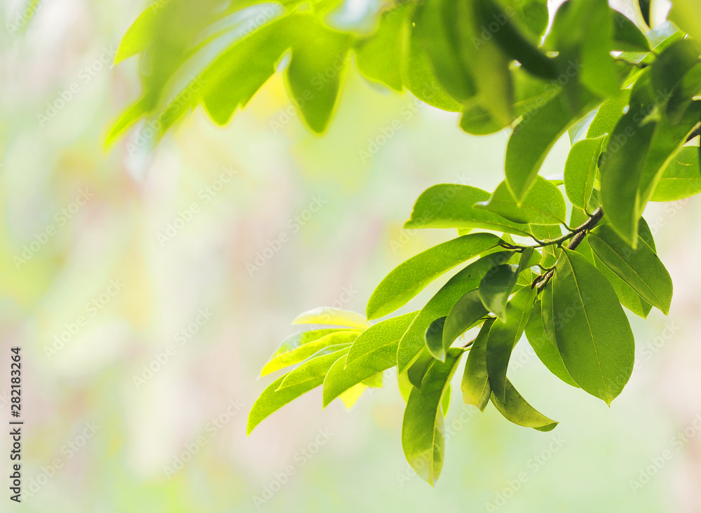 Closeup Green leaves blurred greenery nature background with copy space using as background natural green plants landscape outdoor for copy write