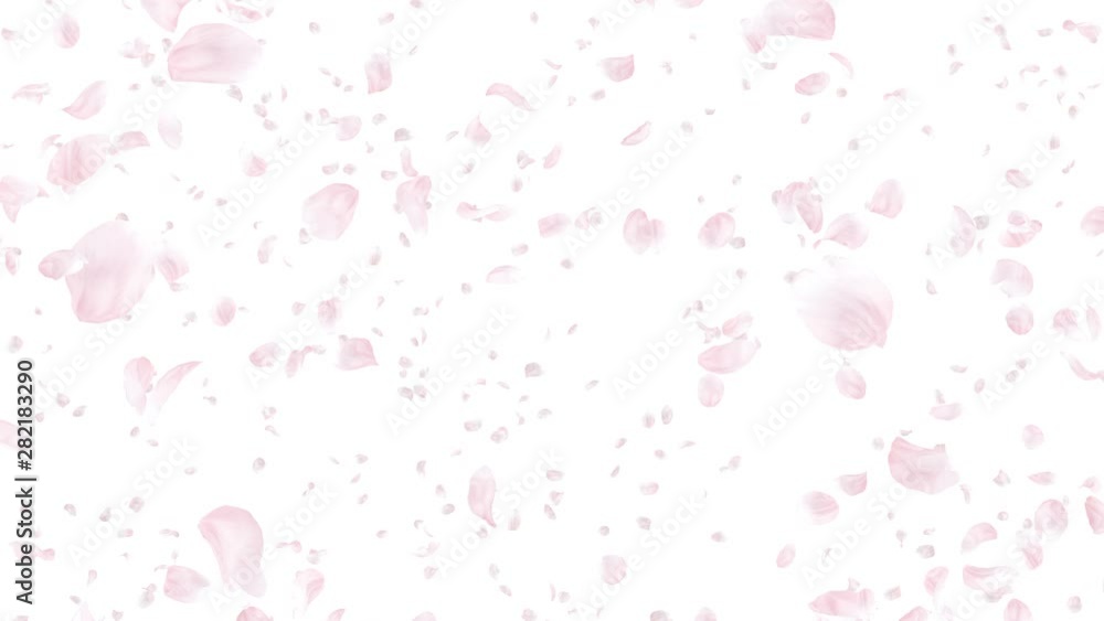 Cherry blossom petals dance in wind. Cherry blossom petals dance in wind.